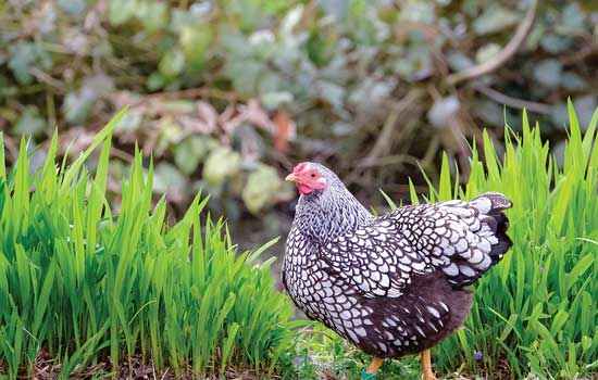 North American Poultry Census Results